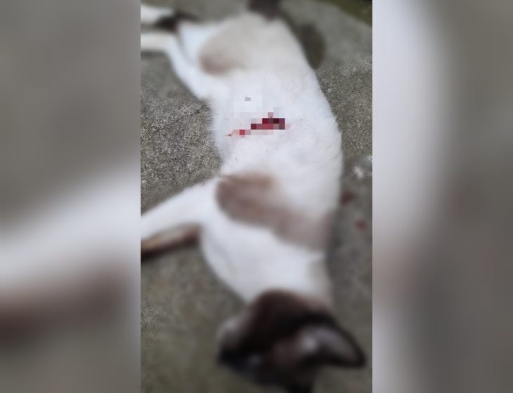 Gato é morto a tiro em condomínio de Fazenda Rio Grande, diz tutor