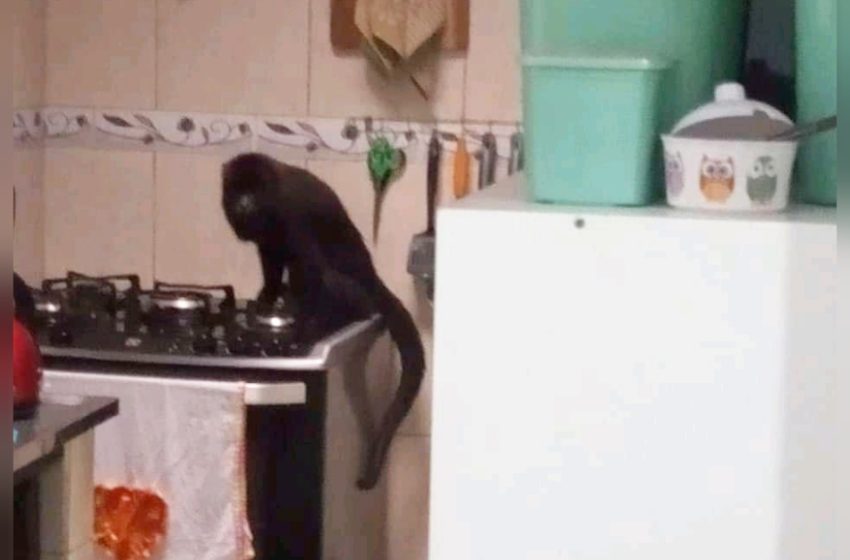  Macaco ‘invade’ casa em Fazenda Rio Grande e faz bagunça na sala e cozinha