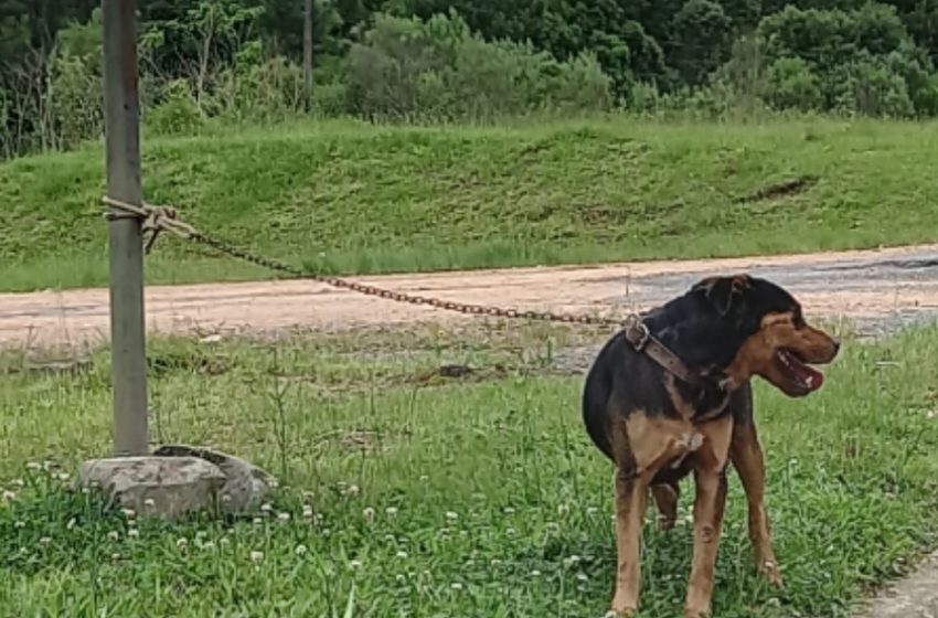  Cachorro é abandonado amarrado em ponto de ônibus às margens da BR-116 em Quitandinha