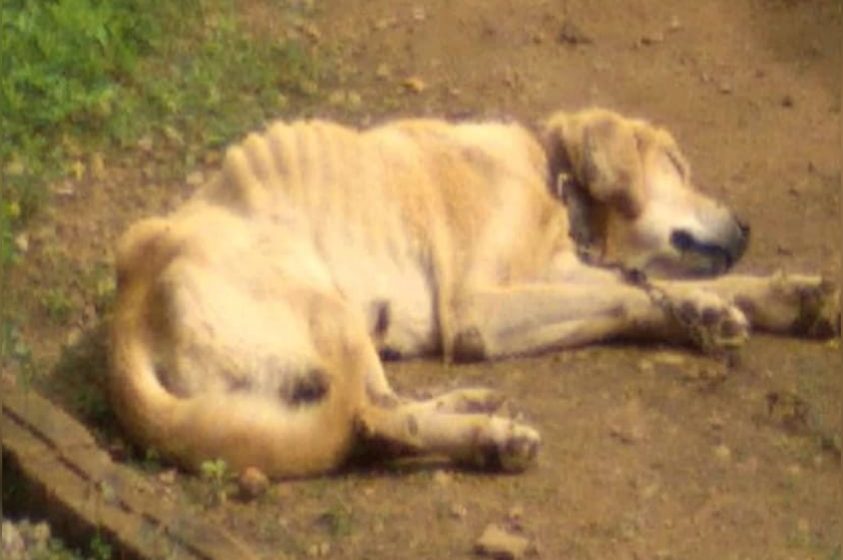  Polícia Civil e Secretaria de Meio Ambiente resgatam cachorro e conduzem homem por suspeita de maus-tratos