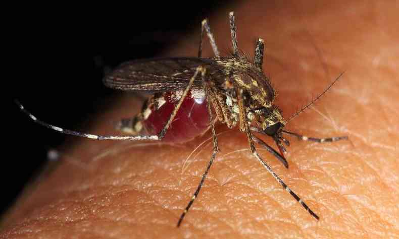  Casos de Dengue crescem e chegam a 18 em Fazenda Rio Grande, diz SESA