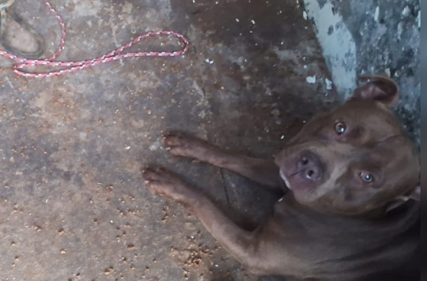  Moradora diz que cachorro resgatado estava em situação de maus tratos e secretaria rebate