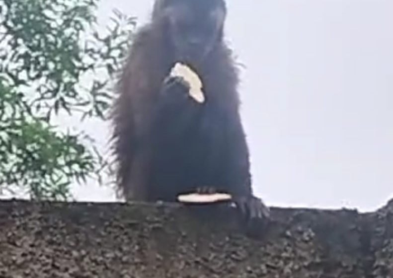  Macaco invade residência, come bolacha e deixa local em FRG