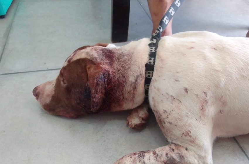  Cachorro é ferido com golpes de faca em Fazenda Rio Grande